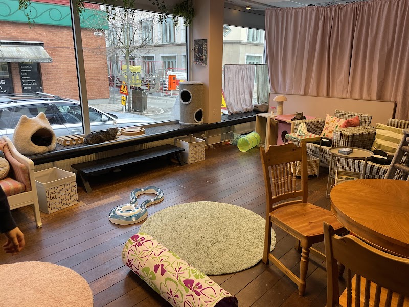 FinduZz Catcafe