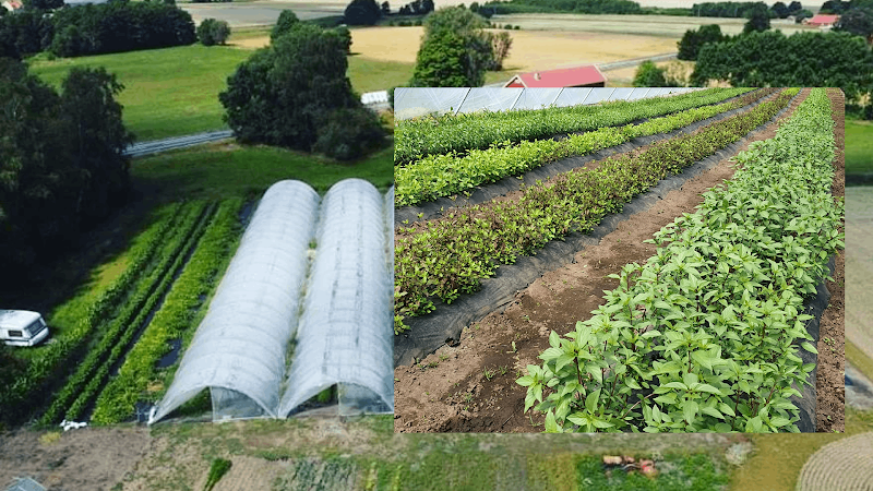 Thai Grönsaker Essunga/Suan pak thai