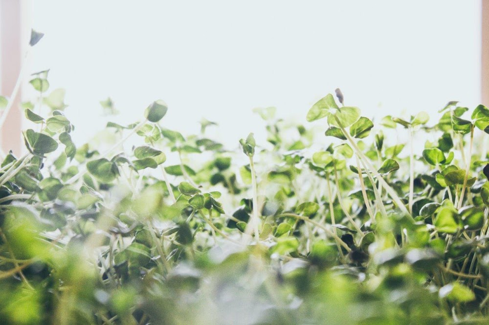 Levande Föda Skeppsgården