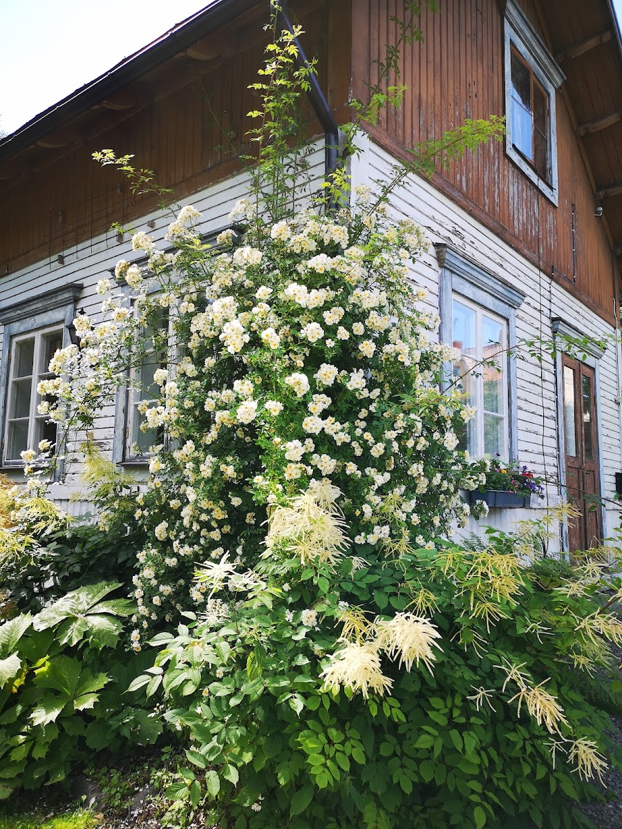 Disponentparkens B&B och café